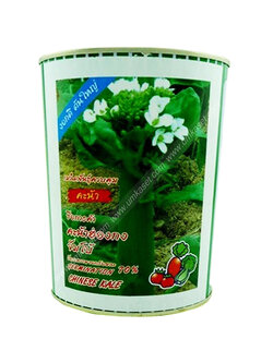 คะน้าฮ่องกง จัมโบ้ ตราปลาทอง