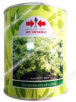 ผักกาดหอม แกนด์แรปิดส์ ตราศรแดง