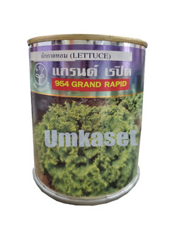 ผักกาดหอม แกรนด์แรปิด 954