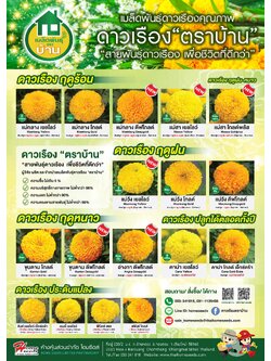 ดาวเรือง แม่กลาง ดีฟโกลด์ ตราบ้าน