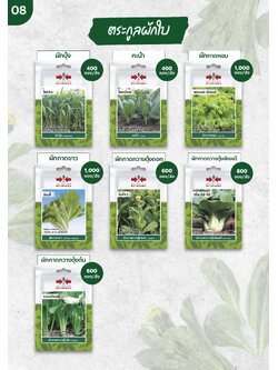 ผักซอง ศรแดง 30บ ตระกูลผักใบ