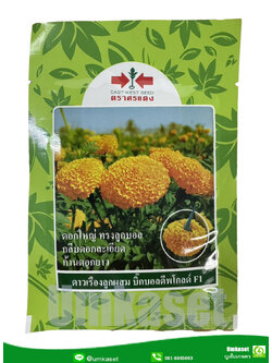 ดาวเรืองลูกผสม บิ๊กบอล ดีพโกลด์ F1 ศรแดง (1000เมล็ด)