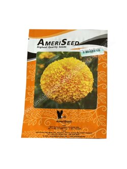 ดาวเรือง อเมริกัน เดวี ดีฟโกลด์_MAR334