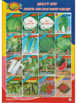 ผักซอง ตองสามF1 1/1 - 1/16