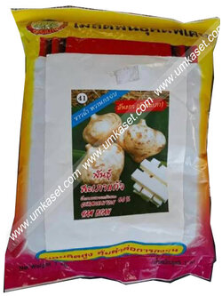 มันแกว พันธุ์สะเภาแก้ว