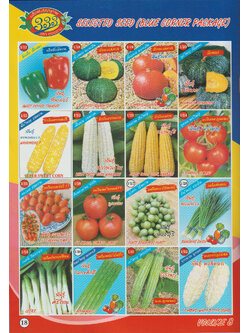 ผักซอง ตองสามF1 1/17 - 1/32