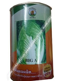 ผักกาดขาว บิ้กเอ