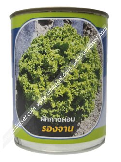 ผักกาดหอม พันธุ์รองจาน ตราลูกโลก