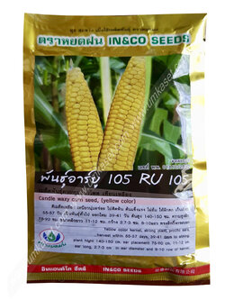 ข้าวโพด เทียนเหลือง RU105 ตราหยดฝน 1 กิโล