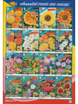 เมล็ดดอกไม้ ตองสาม 2/1 - 2/16