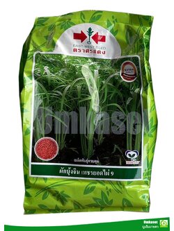 ผักบุ้งจีน เพชรยอดไผ่ 9 ศรแดง ( 1 กิโล )