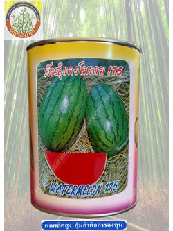 แตงโมลาย 175 ตราต้นไผ่