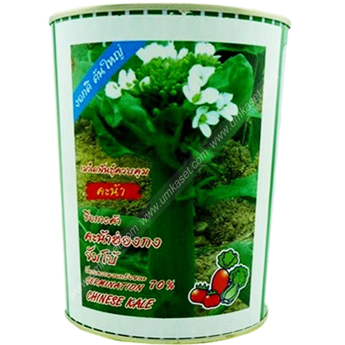 คะน้าฮ่องกง จัมโบ้ ตราปลาทอง