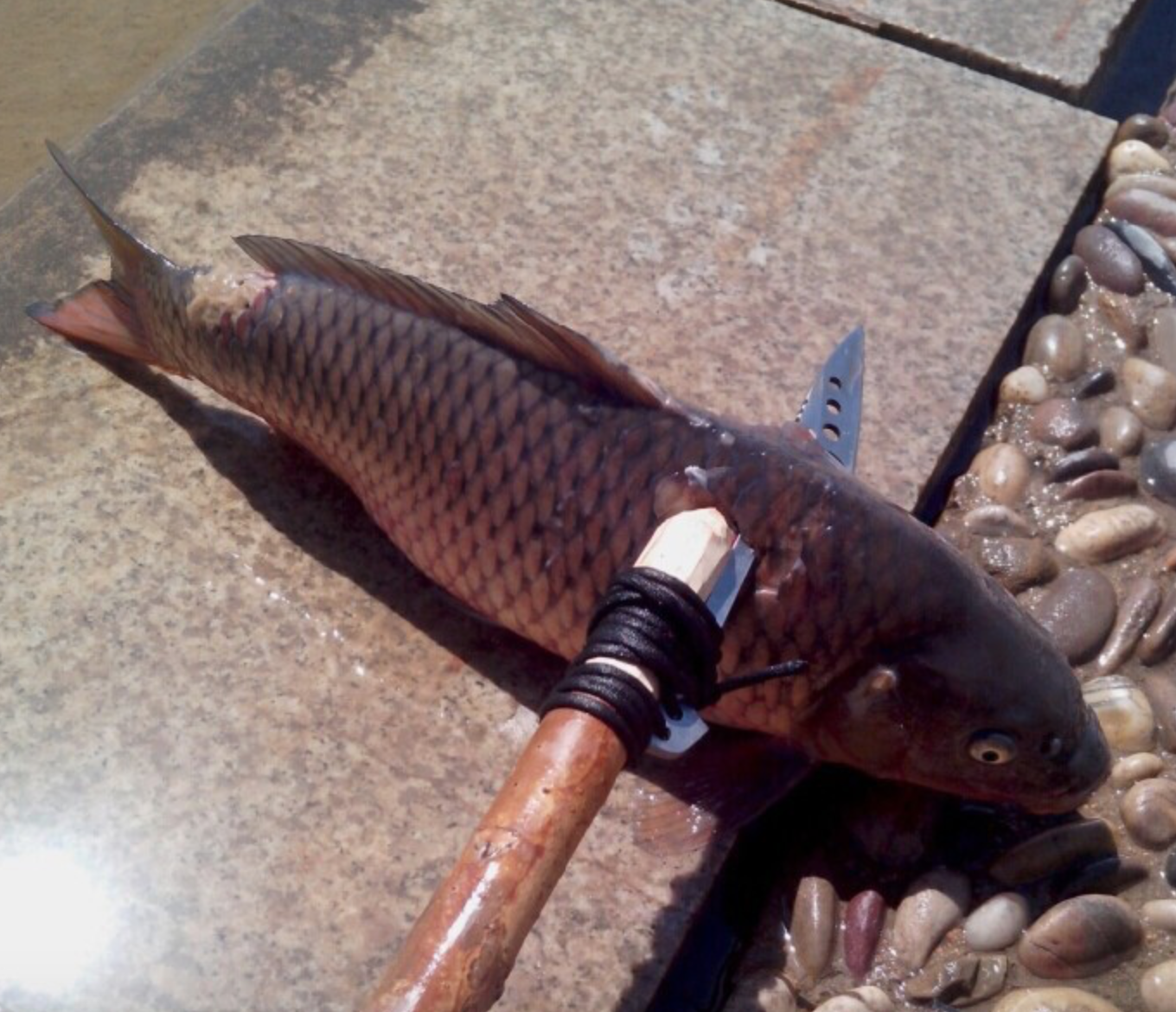 ฉมวก มีดเฉือนมีดแล่ปลา พร้อมปลอกฝัก จากค่าย EDC GEAR