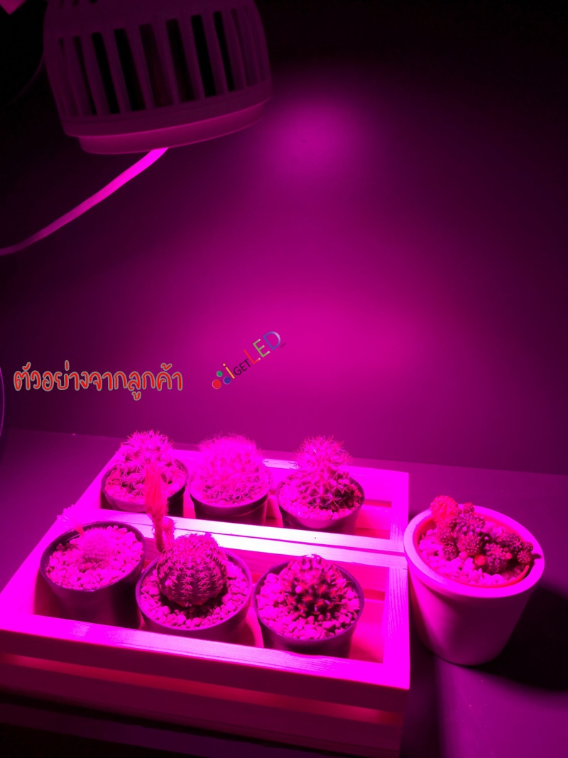 20W LED Grow Light ขั้วเกลียวไฟบ้าน แสงสีชมพู