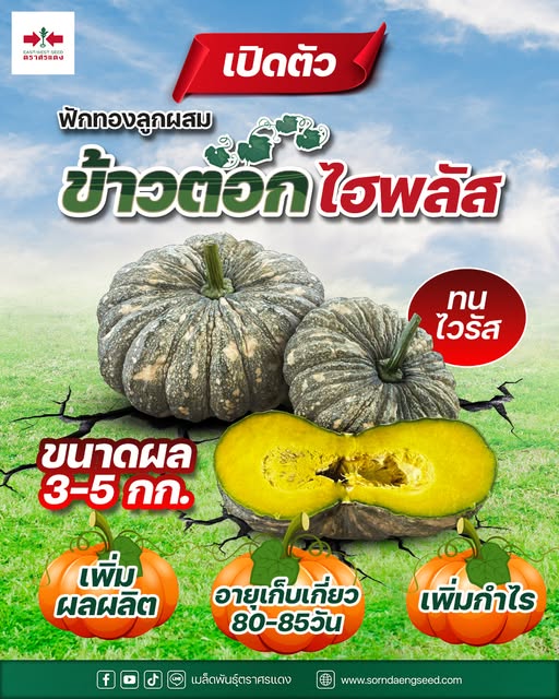 ฟักทอง ลูกผสมข้าวตอกไฮพลัส F1 ตราศรแดง (100กรัม)