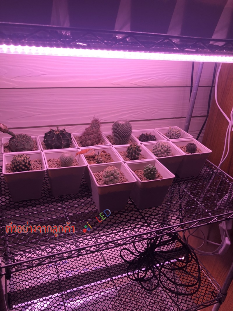 หลอดไฟปลูกต้นไม้ LED T8 35W ยาว 90CM 144 LED Grow Light AC 220V