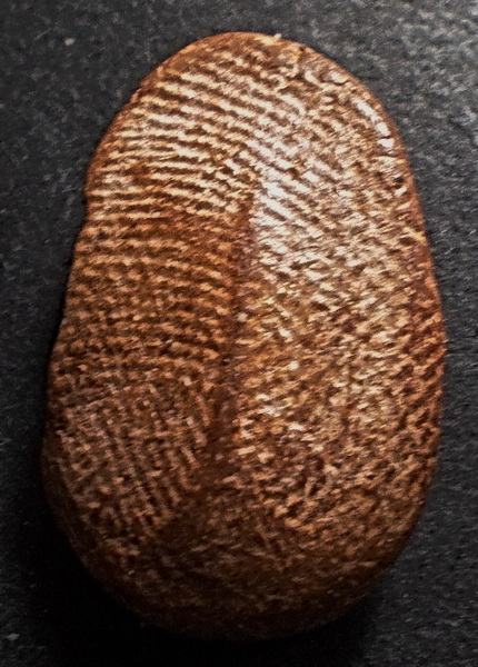 พระกำแพงเชตุพน เนื้อดิน กำแพงเพชร