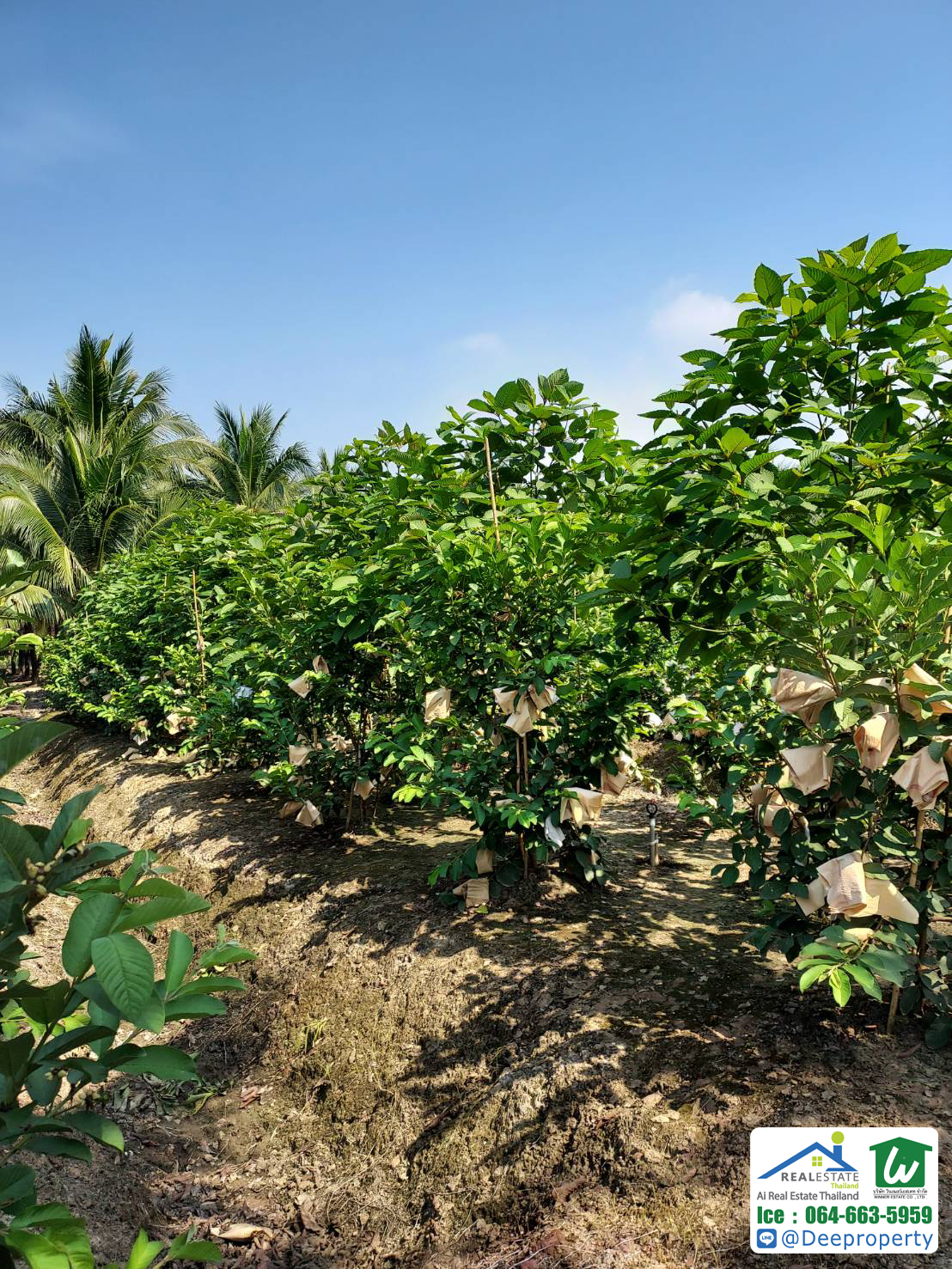 🏡 ขายที่ดินเปล่า ราชบุรี 6-2-96.6 ไร่ (2,696.6 ตรว) อ. ดำเนินสะดวก จ.ราชบุรี ทำการเกษตร ทำสวน ราคาถูก!