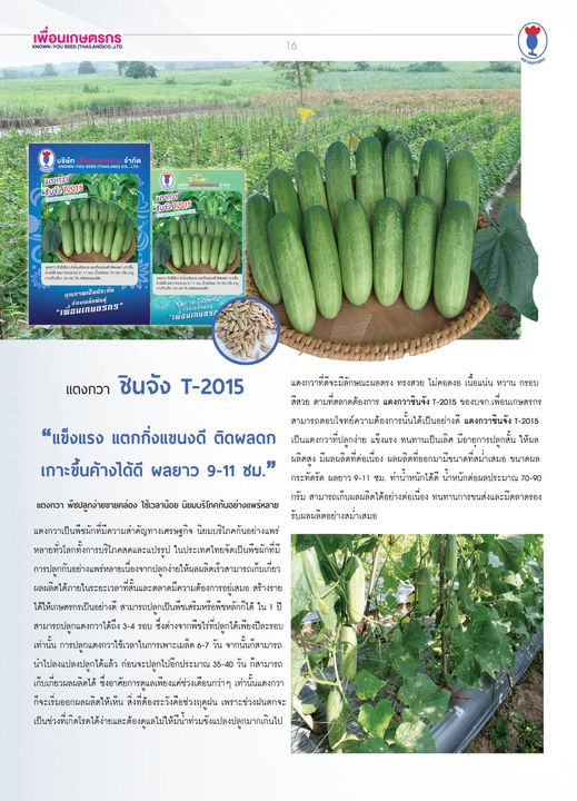 แตงกวา ชินจัง T-2015