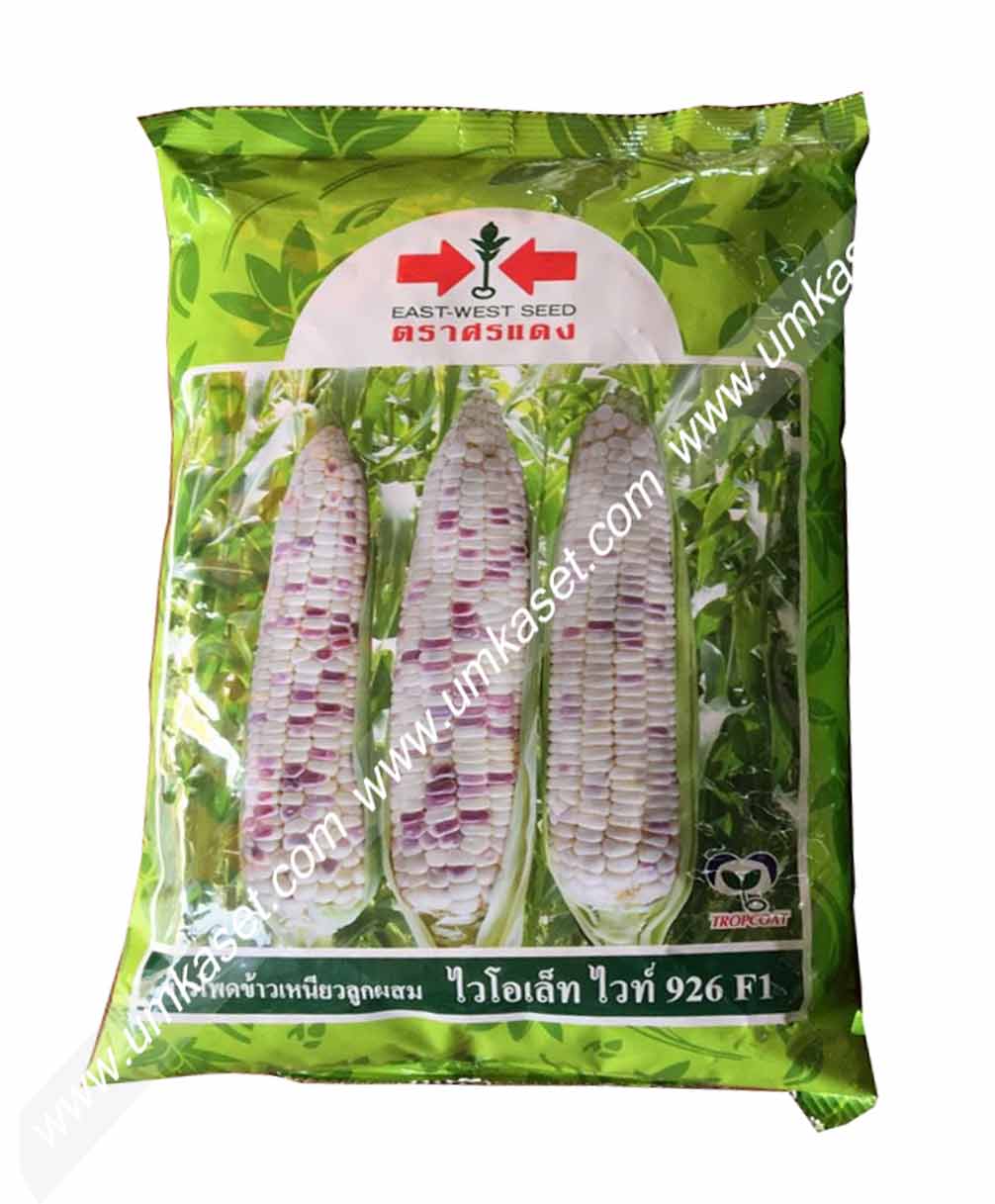 ข้าวโพดขาวม่วง ไวโอเล็ทไวท์926 ศรแดง 1 กิโล