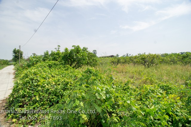 ขาย ที่ดิน ต.ดอนปรู อ.ศรีประจันต์ จ.สุพรรณบุรี ติดถนนคอนกรีต
