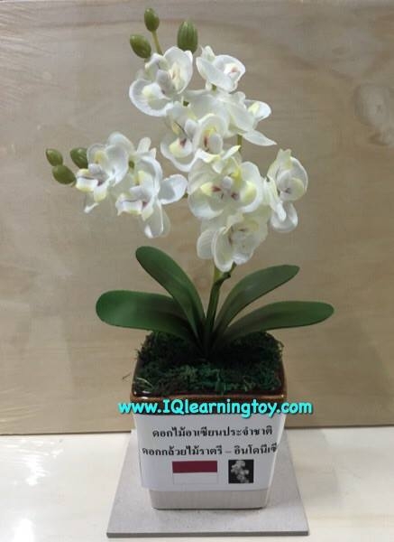 ชุดดอกไม้ประจำชาติอาเซ๊ยน 10 ประเทศ 10 ชนิด ดอกไม้แต่ละชนิดมีเอกลักษณ์ที่สำคัญของแต่ละประเทศ ส่งฟรี