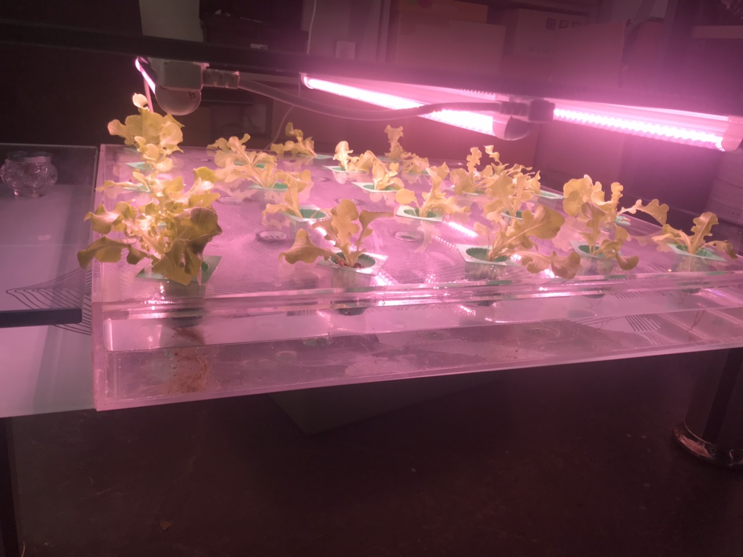 หลอดไฟปลูกต้นไม้ T20 50W ยาว 90CM LED Grow Light AC 220V หลอดใหญ่