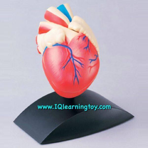 Heart Model 3D หัวใจจำลองขนาดเท่าจริง เปิดออกเพื่อเรีนรู้ระบบภายในของหัวใจได้ มาพร้อมฐานตั้ง ส่งฟรี