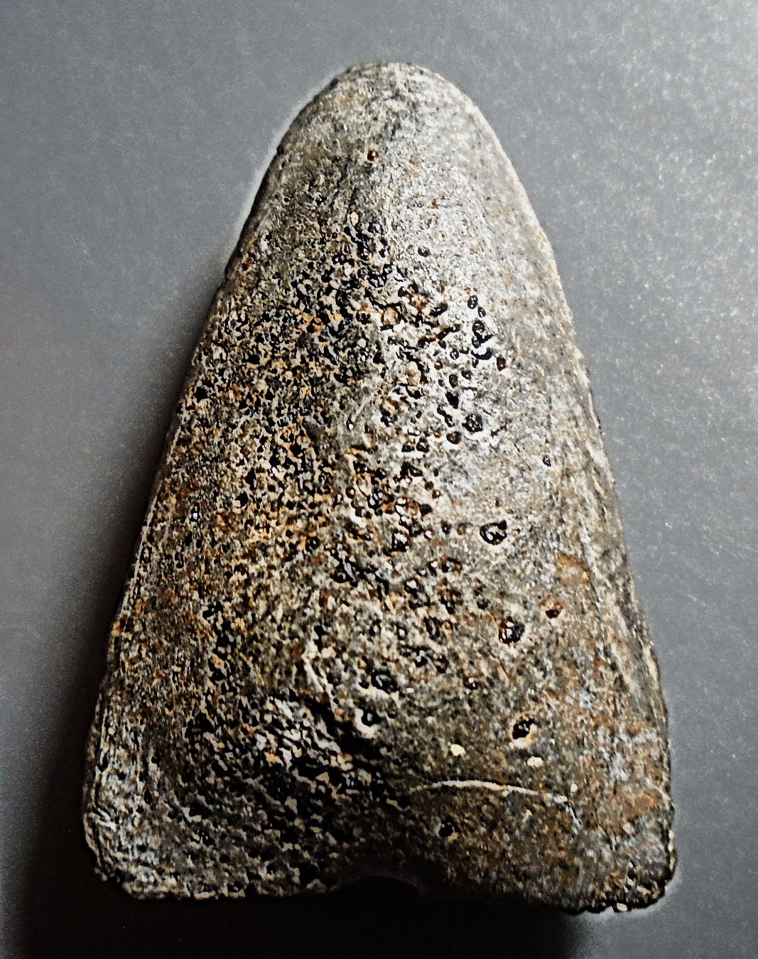 ลป.ทวด เนื้อผงเทา วัดประสาท ปี 2506