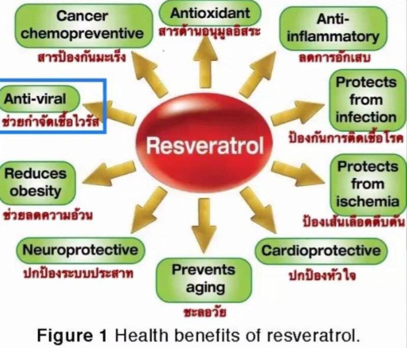 บูมดีแน็กซ์ Boom D-NAX