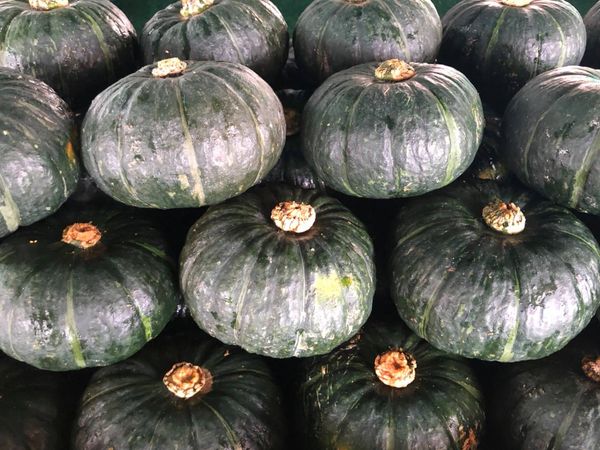 ฟักทองลูกผสม ลิตเติ้ล TA135