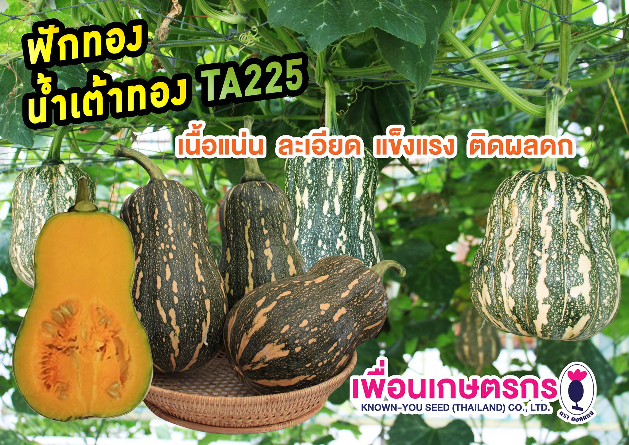 ฟักทองลูกผสม น้ำเต้าทอง TA225 เพื่อนเกษตรกร ( 20 กรัม)