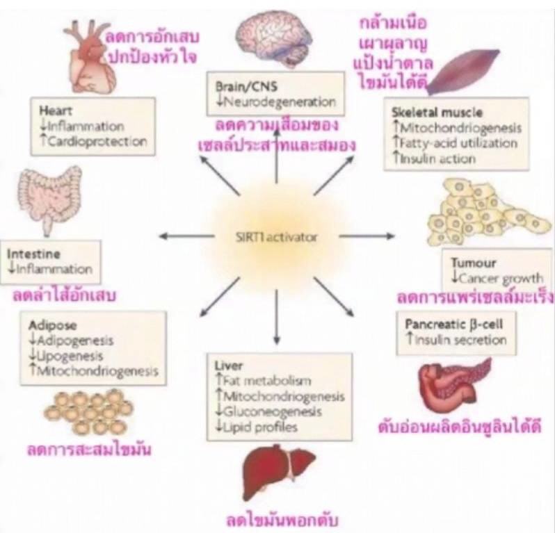 บูมดีแน็กซ์ Boom D-NAX