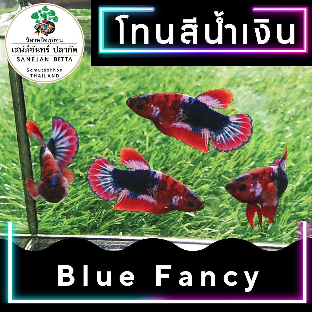 ปลากัด โทน สีน้ำเงิน แฟนซี Fancy Betta