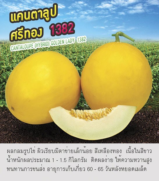 แคนตาลูป ศรีทอง 1382 เพื่อนเกษตร