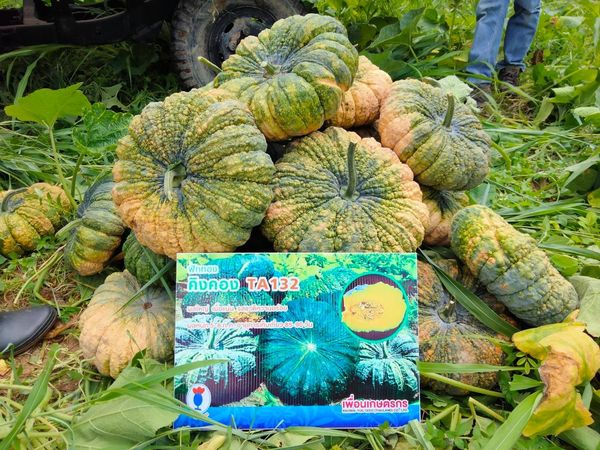 ฟักทอง คิงคอง TA132