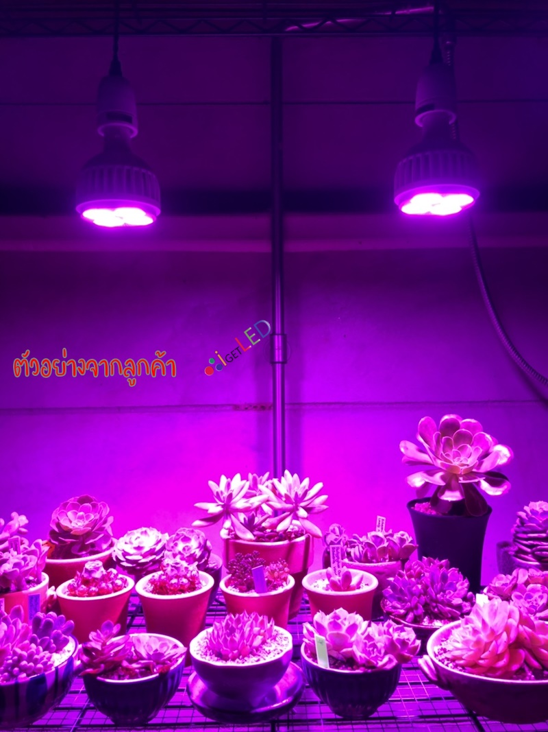 20W LED Grow Light ขั้วเกลียวไฟบ้าน แสงสีชมพู