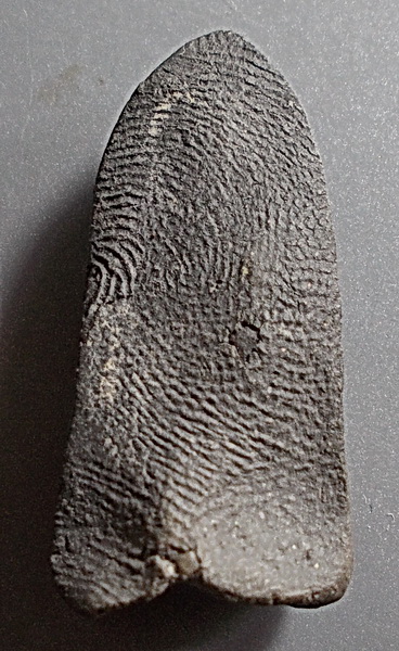 พระรอด เนื้อดิน วัดพระสิงห์ เชียงใหม่ ปี 96