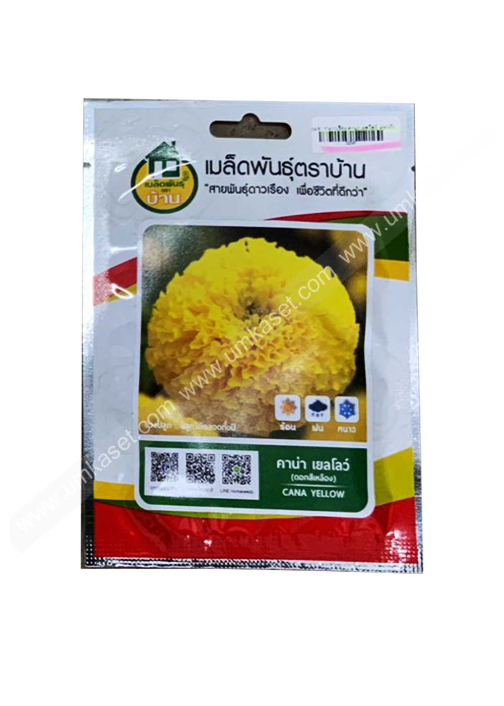 ดาวเรือง คาน่า เยลโล่ว์ ตราบ้าน 1000 เมล็ด