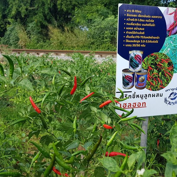 พริกขี้หนูลูกผสมเฮลฮอท