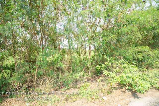 ขาย ที่ดิน ติดถนนซอย ถมแล้ว บางบัวทอง ซอยคุ้มบัวทอง ราคาถูกที่สุด