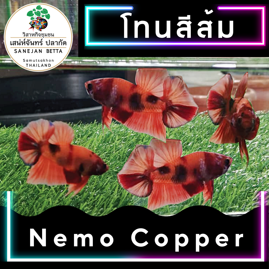 ปลากัด โทน สีส้ม นีโม คอปเปอร์ Nemo Copper
