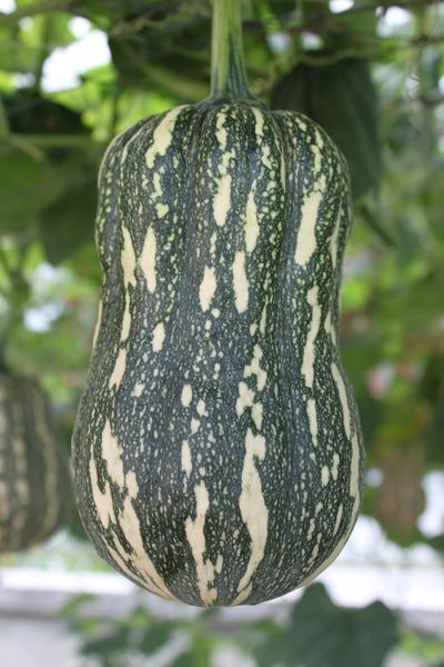 ฟักทองลูกผสม น้ำเต้าทอง TA225 เพื่อนเกษตรกร ( 20 กรัม)