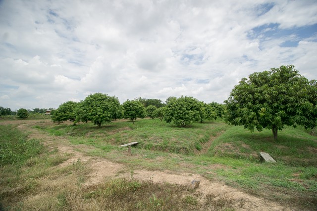 ขาย ที่ดิน ถูกสุด ๆ ต.สำพะเนียง บ้านแพรก อยุธยา สวนมะม่วง แปลงมุมติดถนนสวยมาก