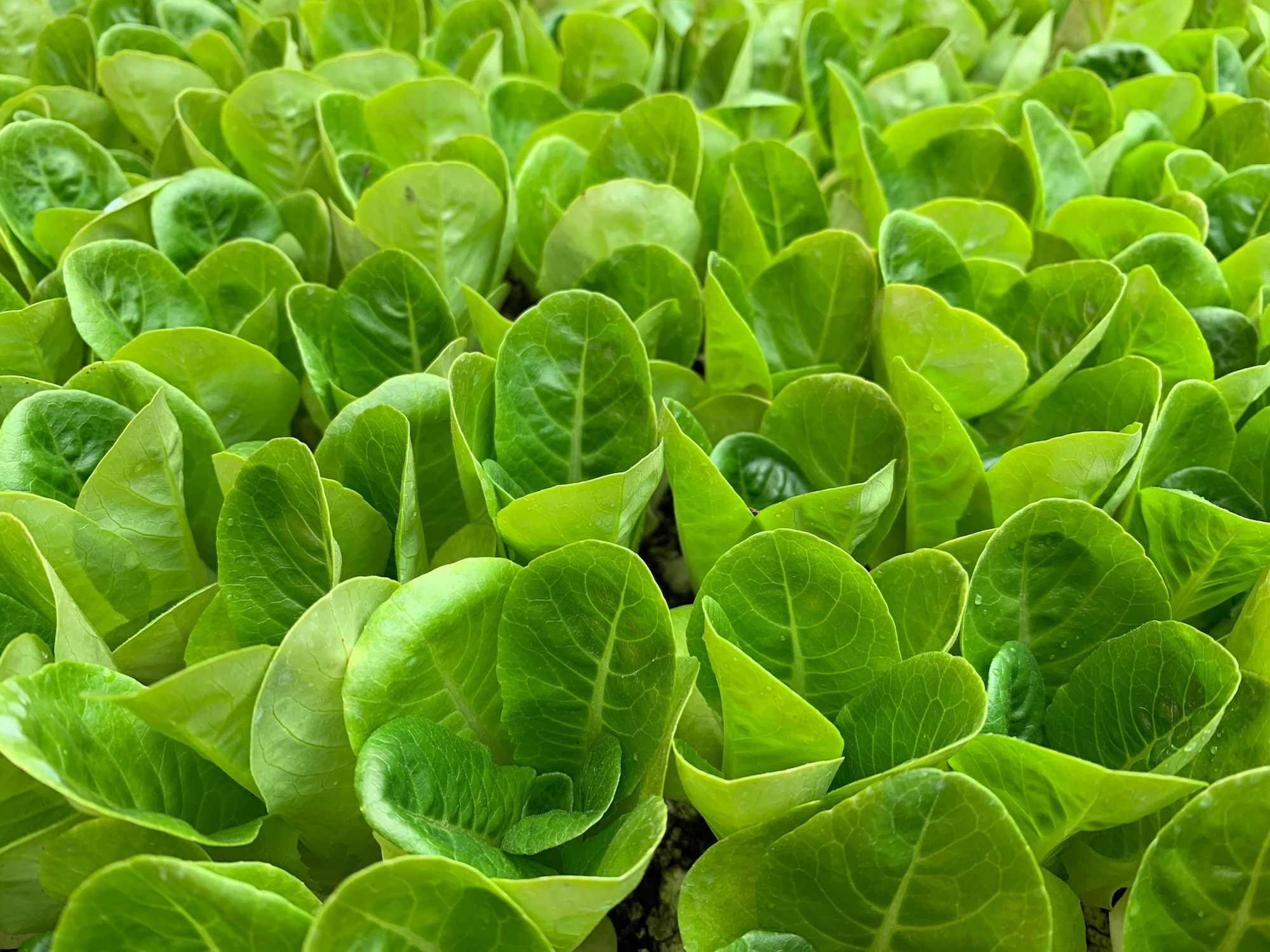 Organic Green Cos