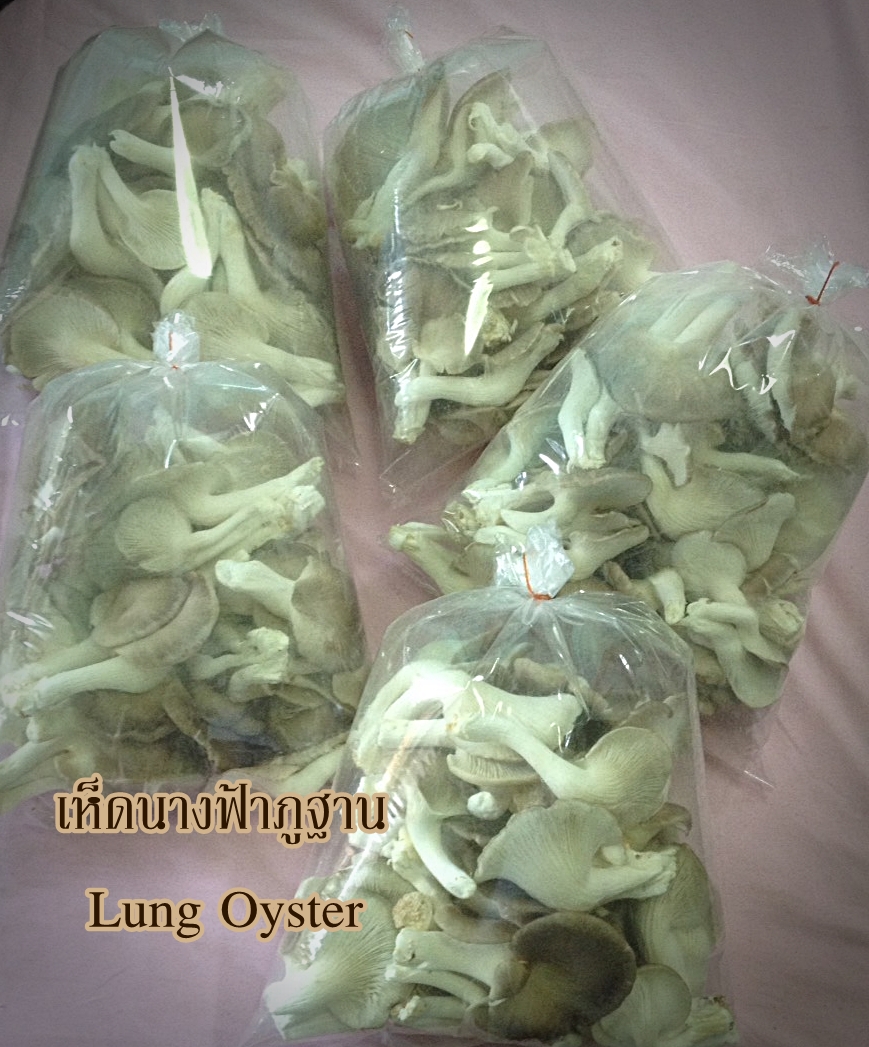 เห็ดนางฟ้าภูฐาน (Lung Oyster)
