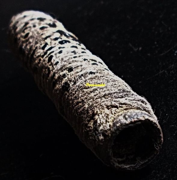 ตะกรุดสาริกา ถักเชือกลงรักเก่า ขนาด 1.5 นิ้ว ไส้ตะกั่ว เก่ามาก ไม่ทราบที่