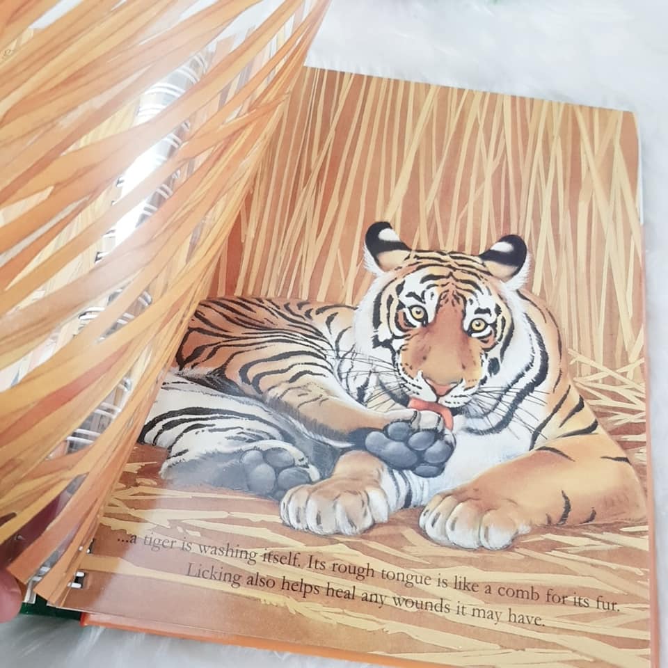 The Tiger by My First Discoveries ชุดหนังสือความรู้ คุณหมอประเสริฐ ซื้อให้ลูกอ่าน พร้อมส่ง ของแท้ ชุดเดียวกันกับ The Egg