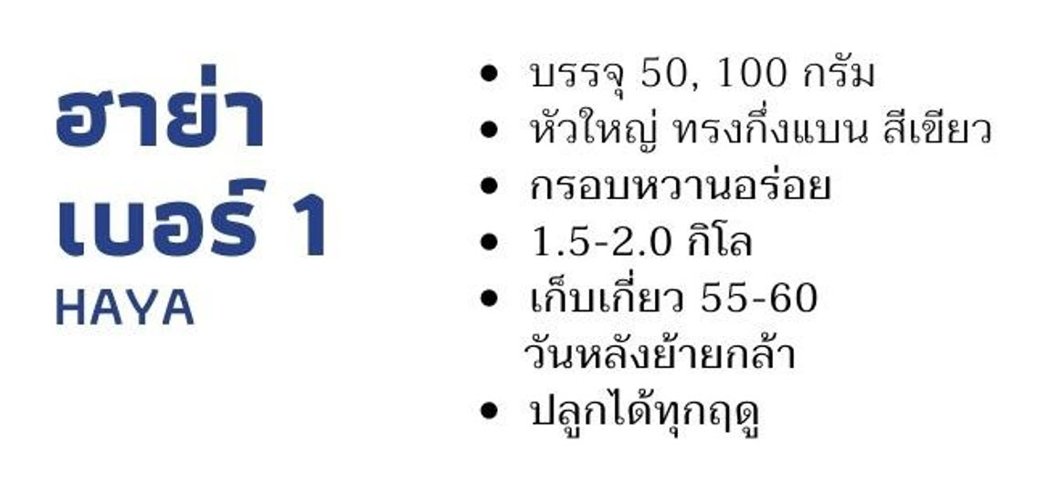 กะหล่ำปลี เบอร์1 / HAYA ตราลูกโลก